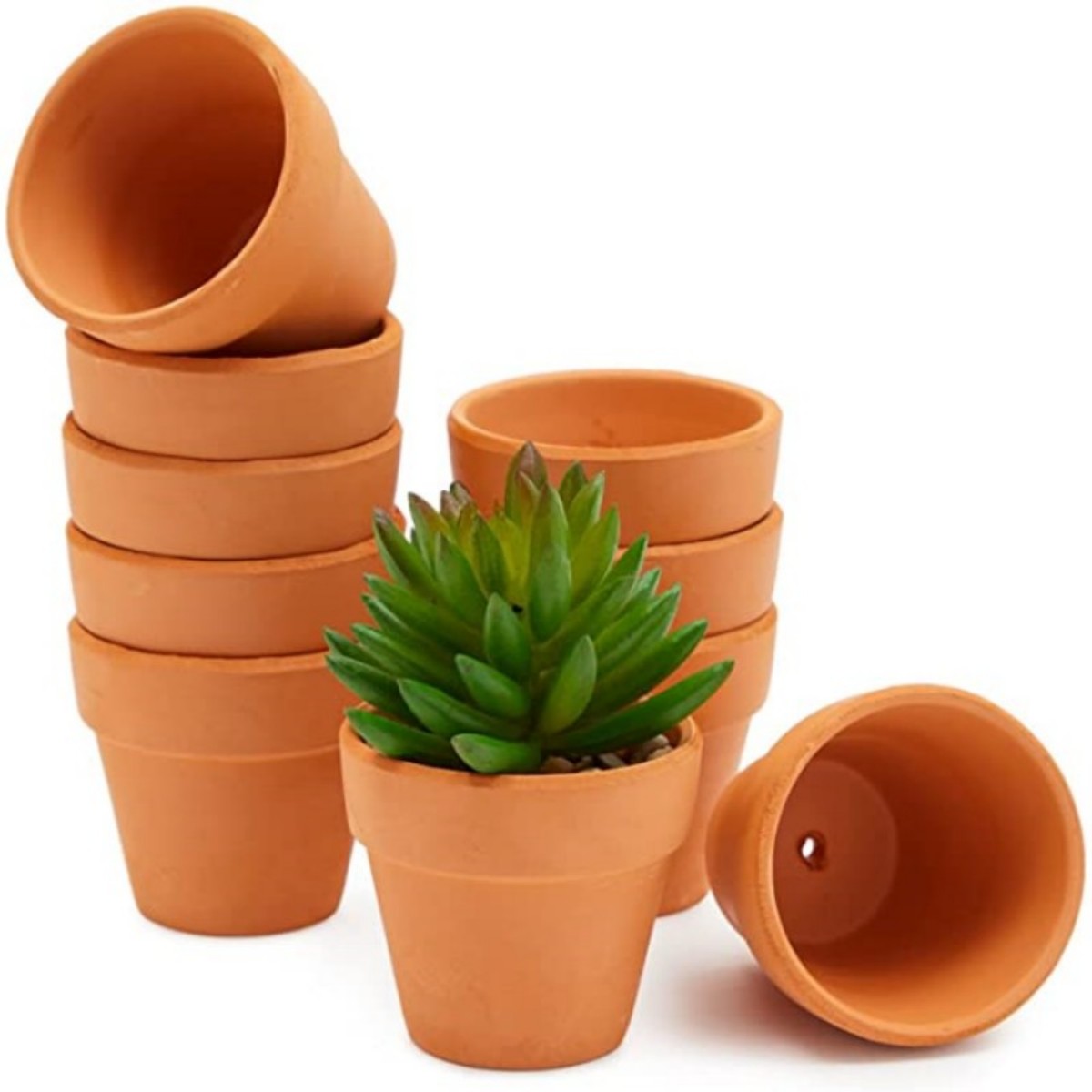 Echeveria Succulent - Pots Terra Cotta de 1.8 pouces,
