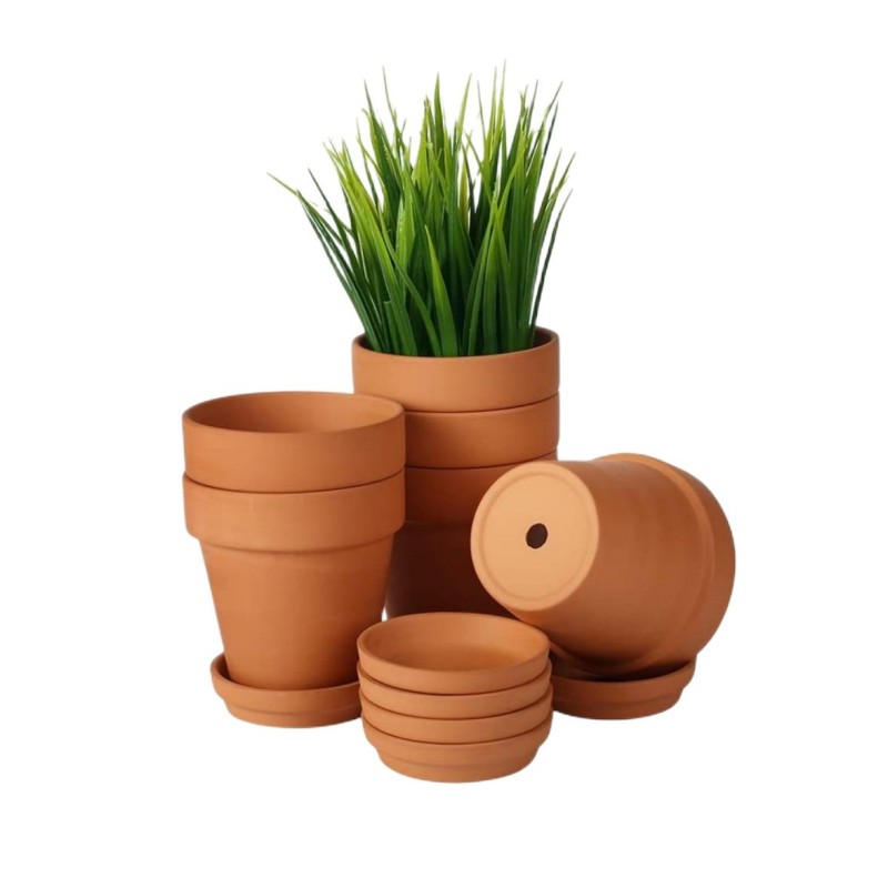 Echeveria Succulent - Paquet de 6 Pots en terre