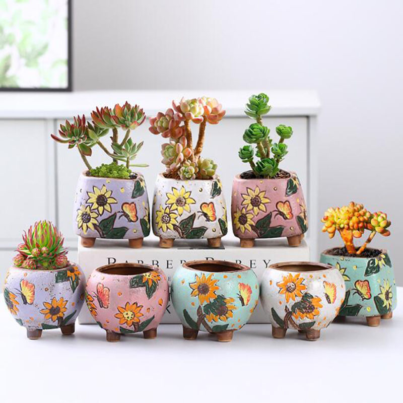 Pot de plantes succulentes à m - Echeveria Succulent avis et prix