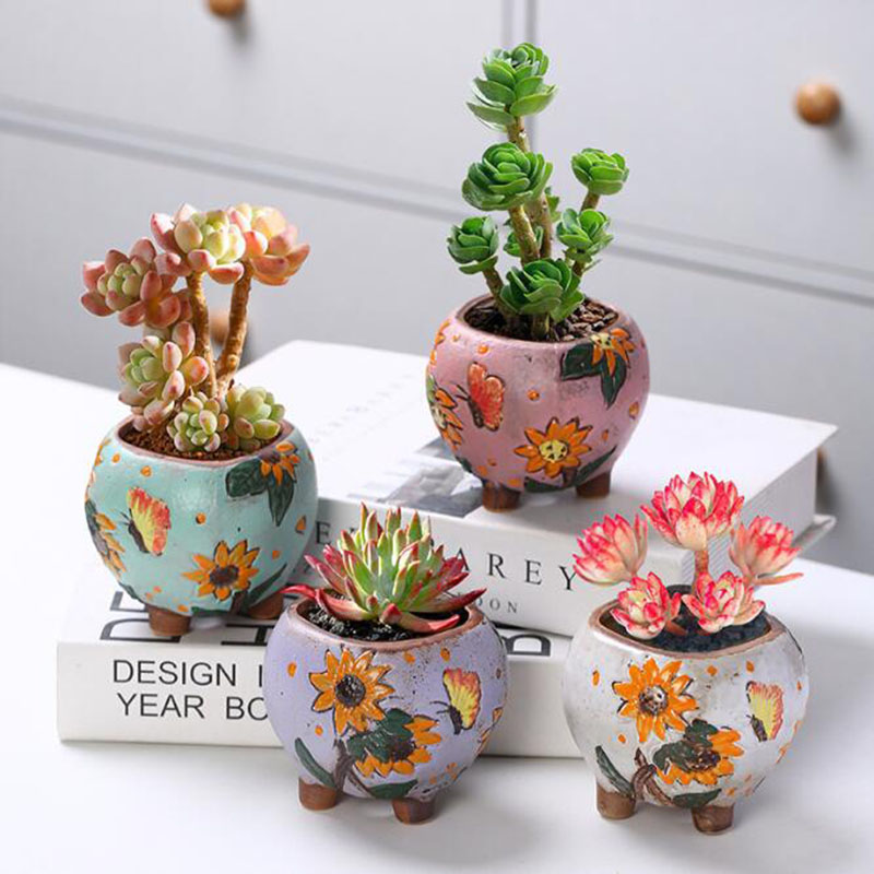 Pot de plantes succulentes à m - Echeveria Succulent avis et prix