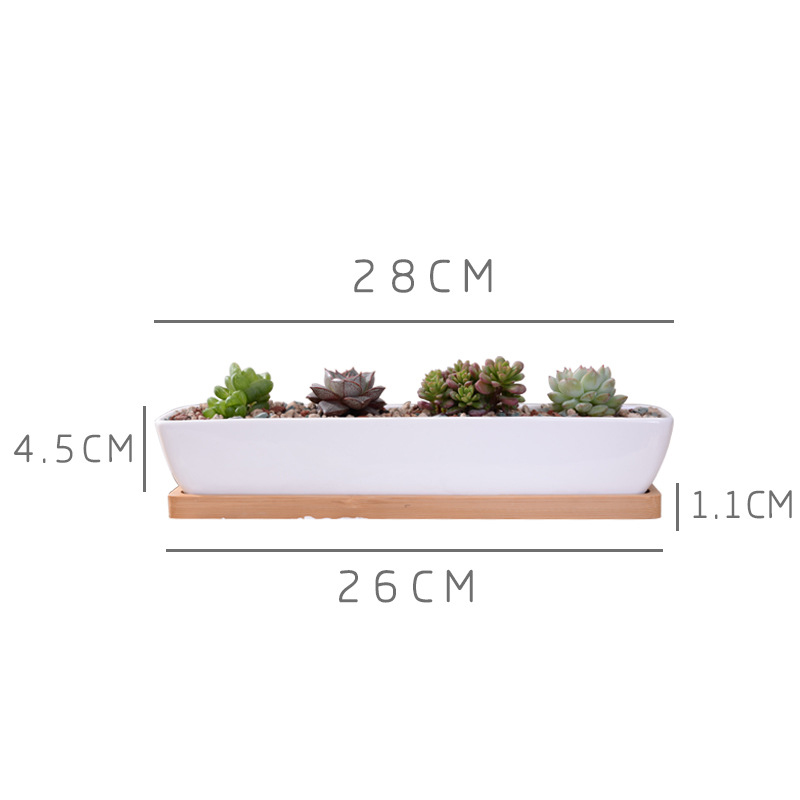 Pot de jardinière succulente e - Echeveria Succulent avis et prix
