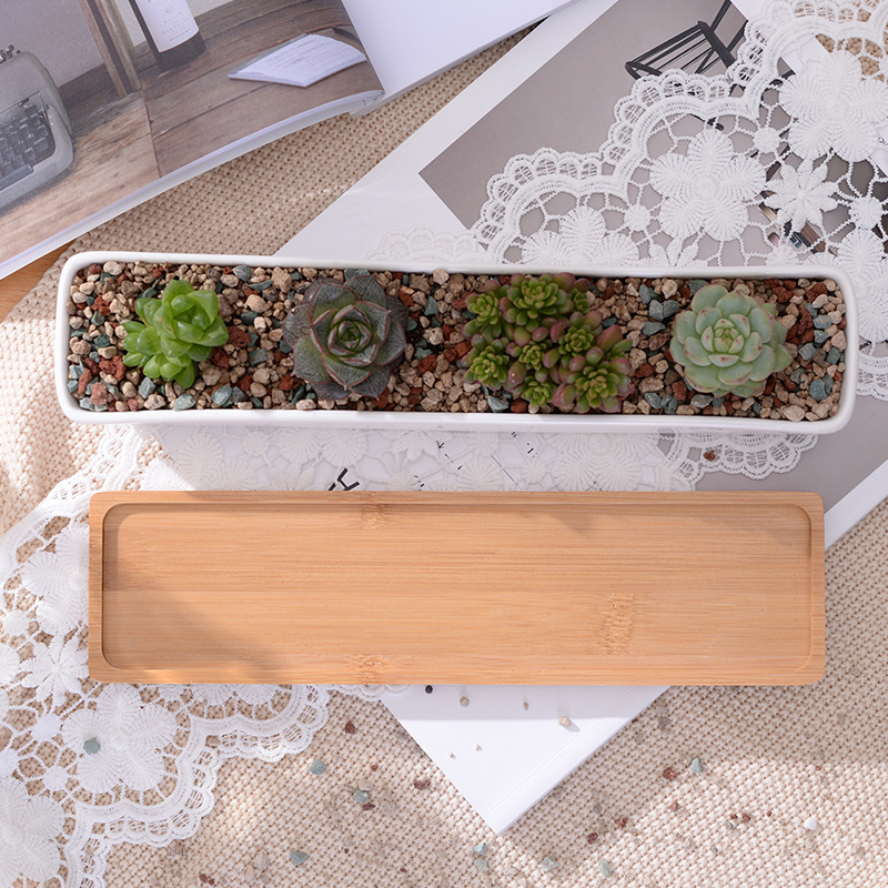 Pot de jardinière succulente e - Echeveria Succulent avis et prix