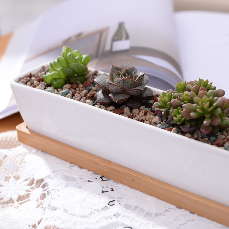 Pot de jardinière succulente e - Echeveria Succulent avis et prix