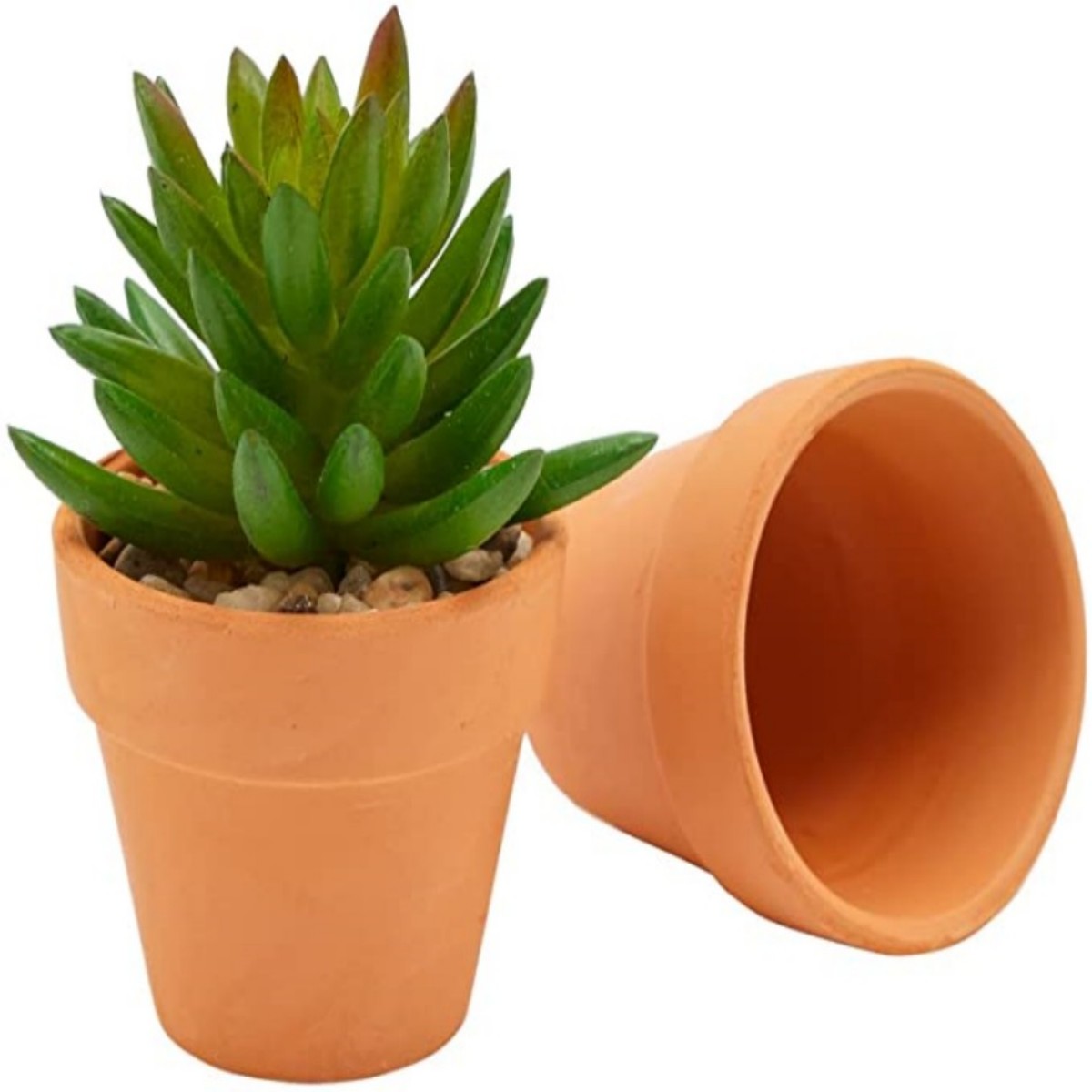 Pots Terra Cotta de 1.8 pouces - Echeveria Succulent avis et prix