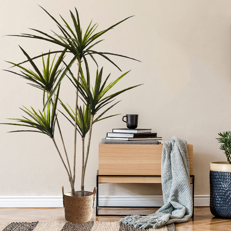 Grandes plantes de Dracaena ar - Ficus Lyrata Tree avis et prix