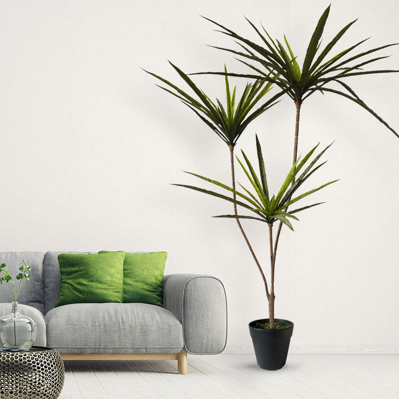 Grandes plantes de Dracaena ar - Ficus Lyrata Tree avis et prix