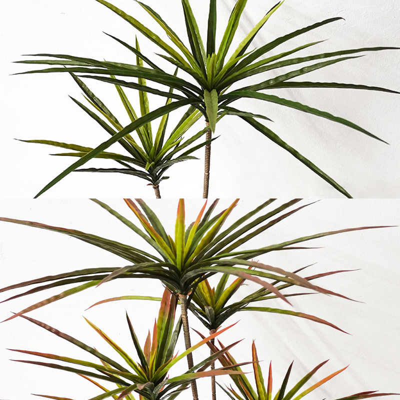 Grandes plantes de Dracaena ar - Ficus Lyrata Tree avis et prix