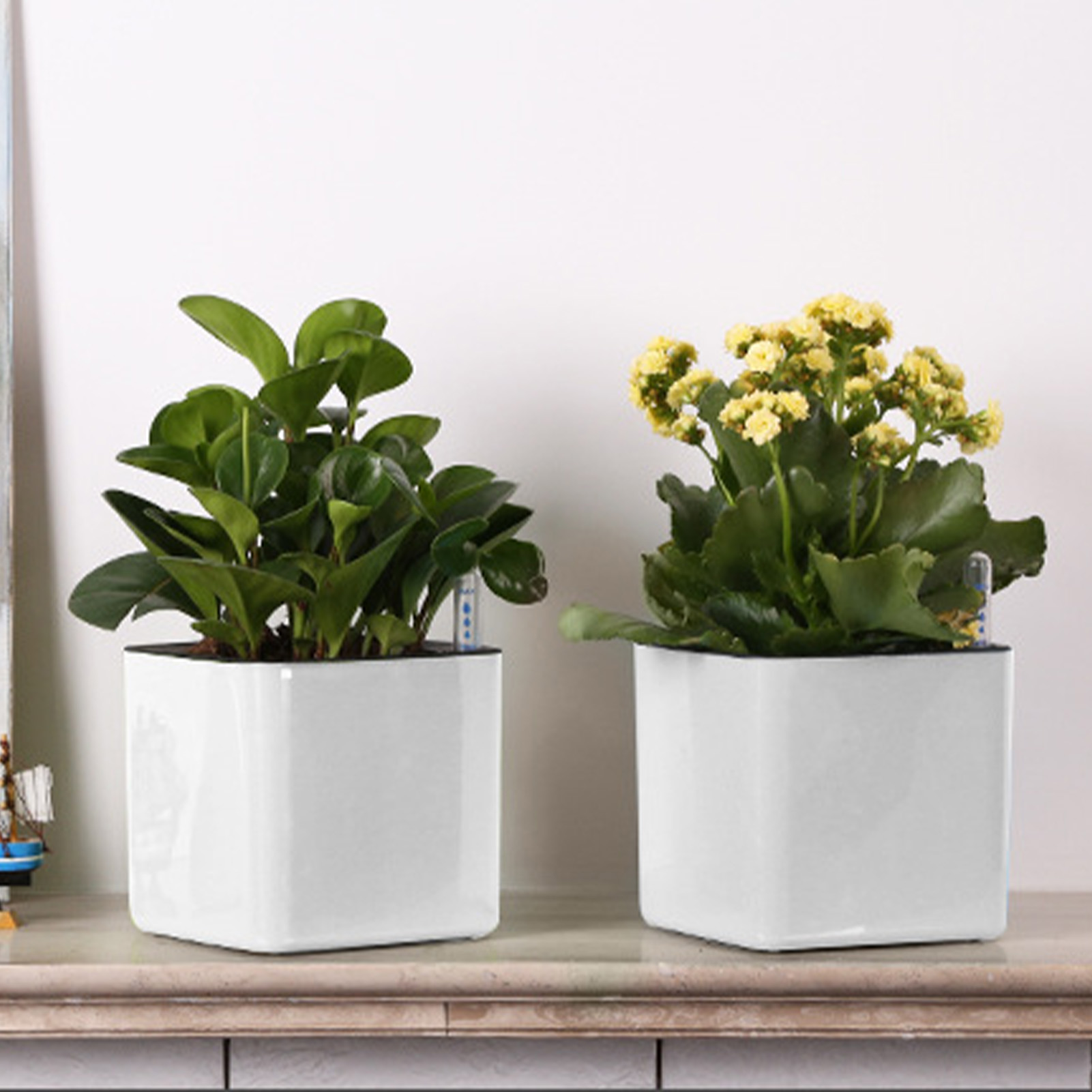 Pot auto-arrosant avec indicat - Aloe Vera Pot avis et prix